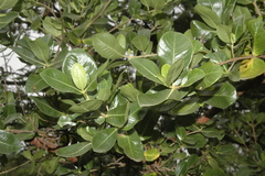 Gardenia resinifera